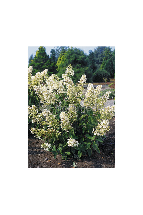 Hortensja bukietowa 'Levana' | Hydrangea paniculata