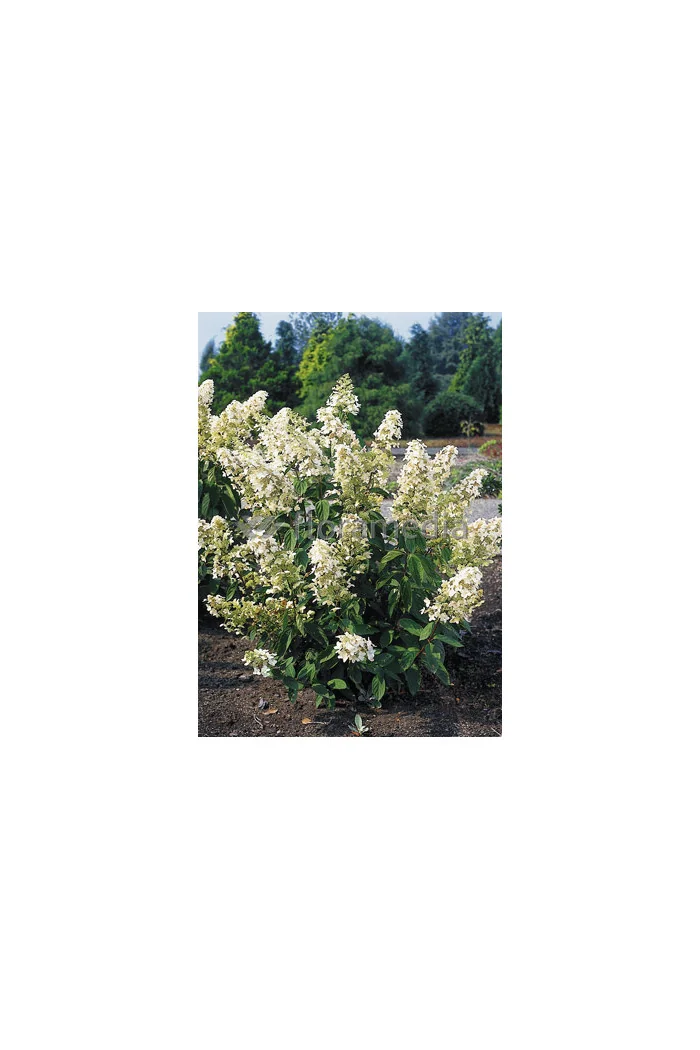 Hortensja bukietowa 'Levana' | Hydrangea paniculata