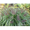Rozplenica japońska 'Red Head' | Pennisetum alopecuroides