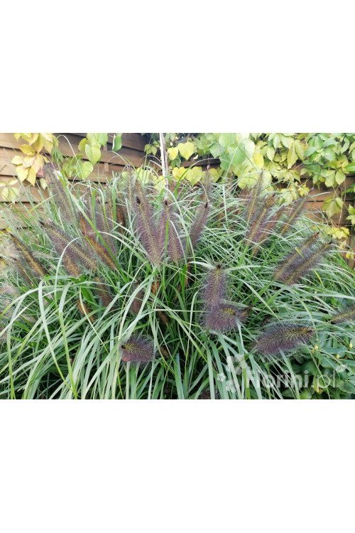 Rozplenica japońska 'Red Head' | Pennisetum alopecuroides