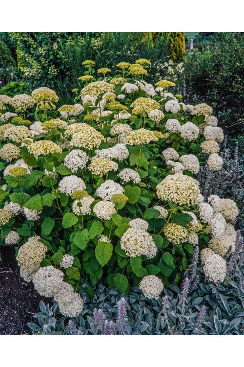 Hortensja drzewiasta 'Anabelle' | Hydrangea arborescens
