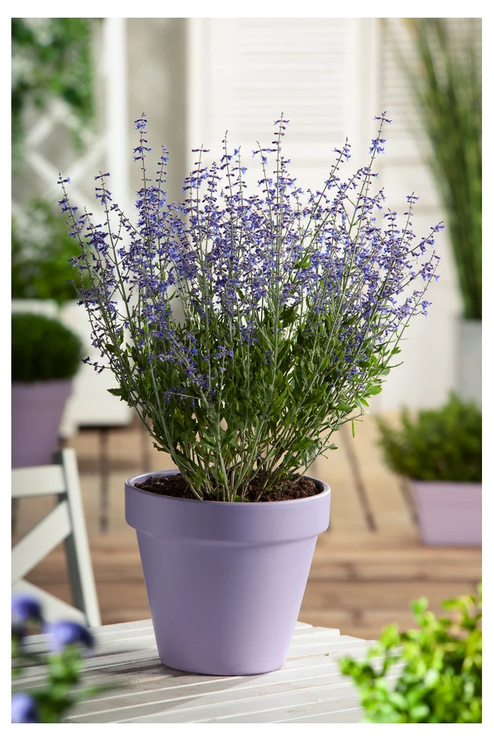 Perowskia łobodolistna 'Little Spire' | Perovskia atriplicifolia