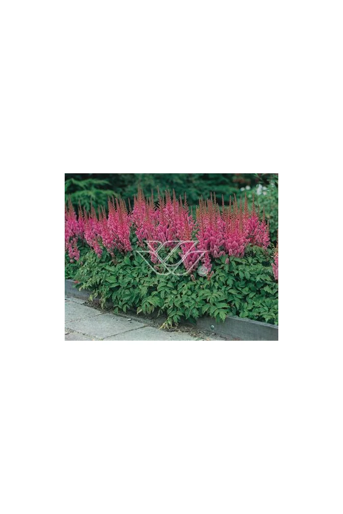 tawułka, tawułka chińska, astilbe