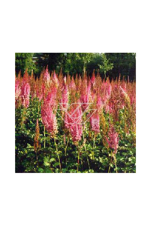 tawułka, tawułka chińska, astilbe