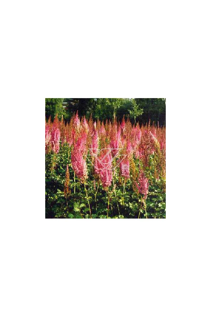 tawułka, tawułka chińska, astilbe