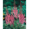 tawułka, tawułka chińska, astilbe