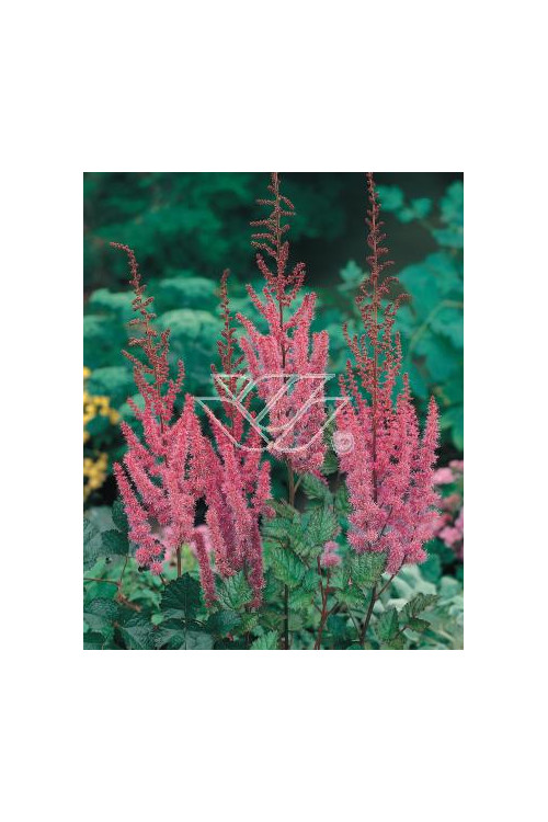 tawułka, tawułka chińska, astilbe