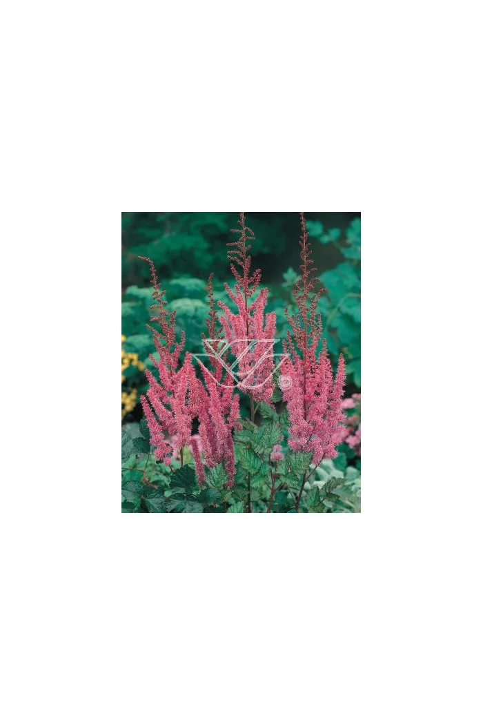 tawułka, tawułka chińska, astilbe