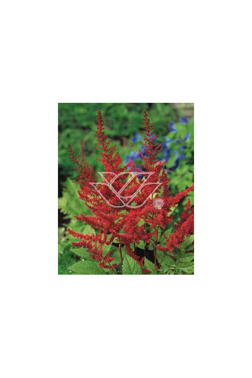 tawułka, tawułka arendsa, astilbe, astilbe arendsii, tawułka białą, tawułka Deutschland