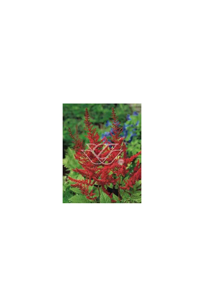 tawułka, tawułka arendsa, astilbe, astilbe arendsii, tawułka białą, tawułka Deutschland