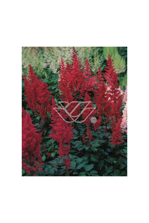 tawułka, tawułka arendsa, astilbe, astilbe arendsii, tawułka białą, tawułka Deutschland