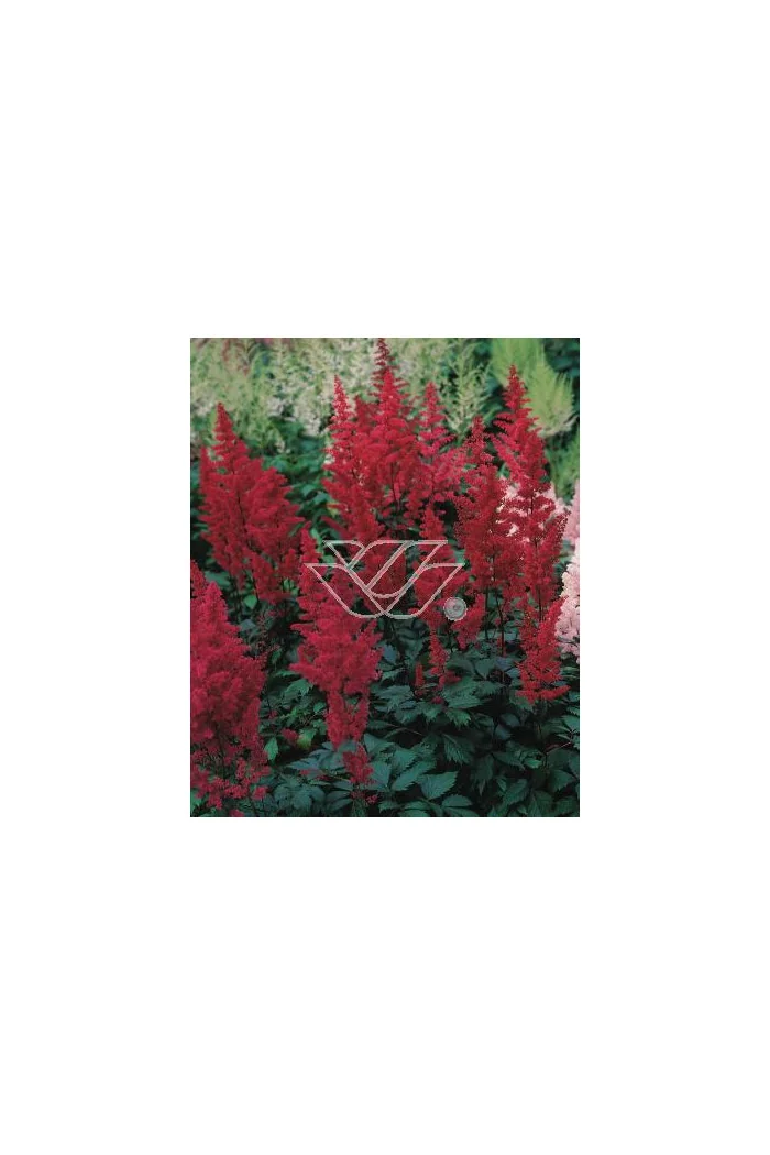 tawułka, tawułka arendsa, astilbe, astilbe arendsii, tawułka białą, tawułka Deutschland