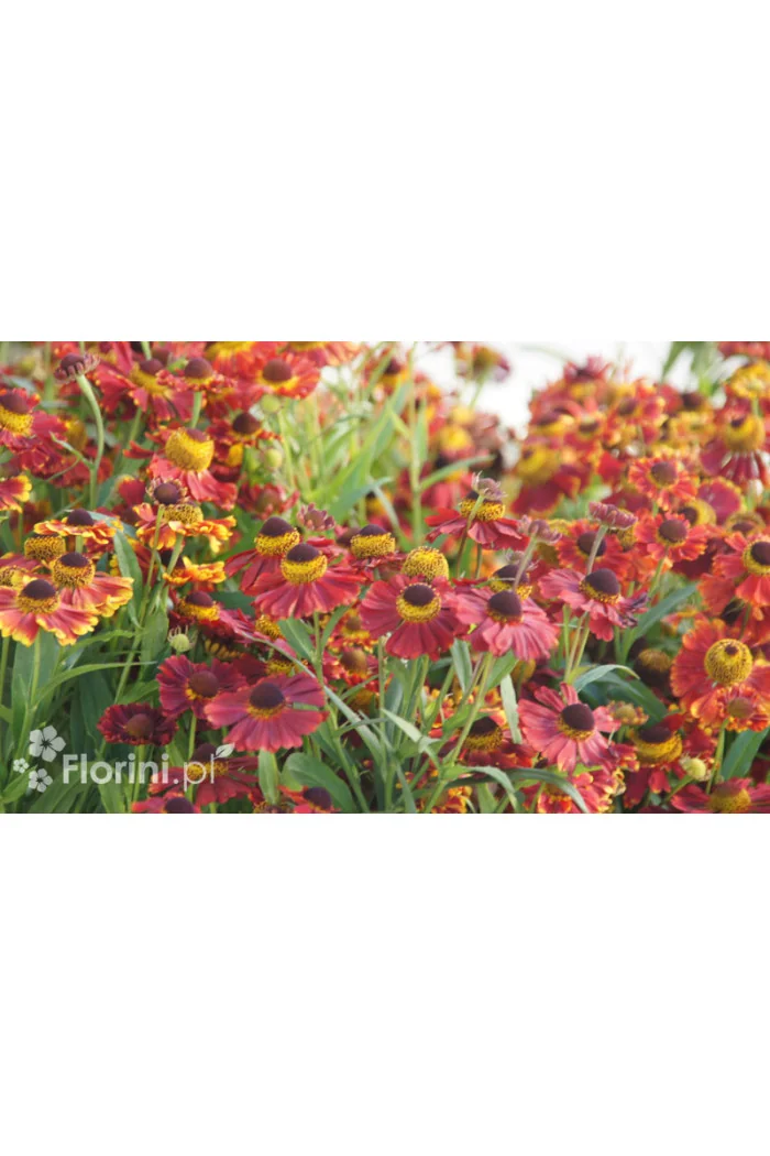 dzielżan, dzielżan jesienny, dzielżan Helena Red, helenium