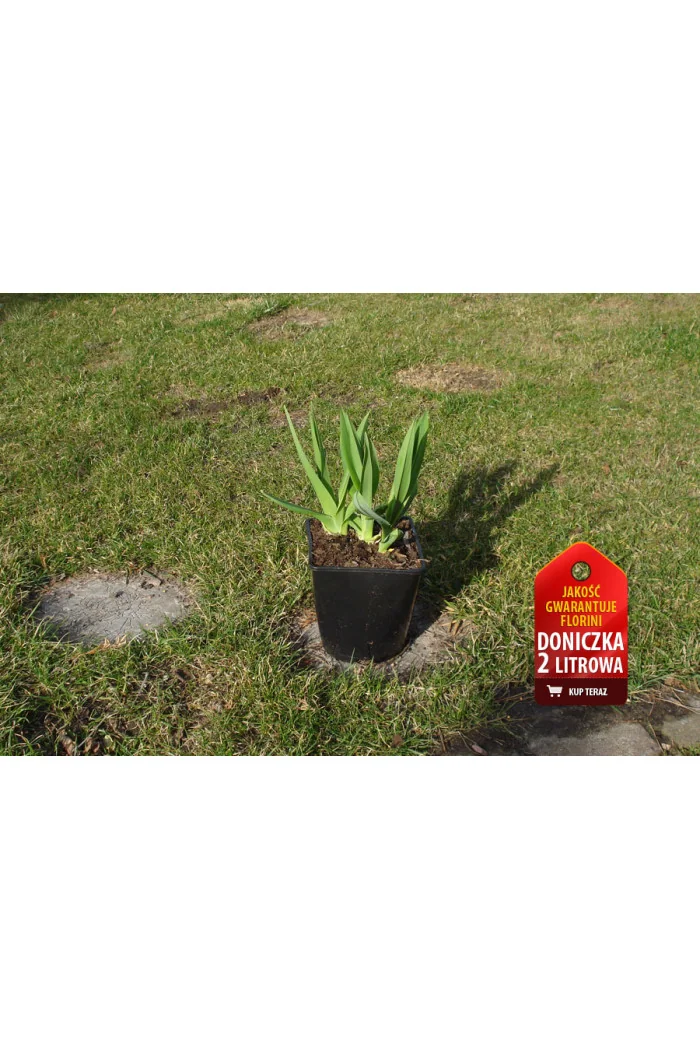 liliowiec, hemerocallis