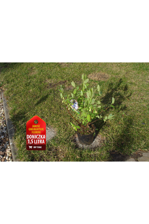 Jagoda kamczacka 'Siniczka' Lonicera coerulea var. Kamtschatica