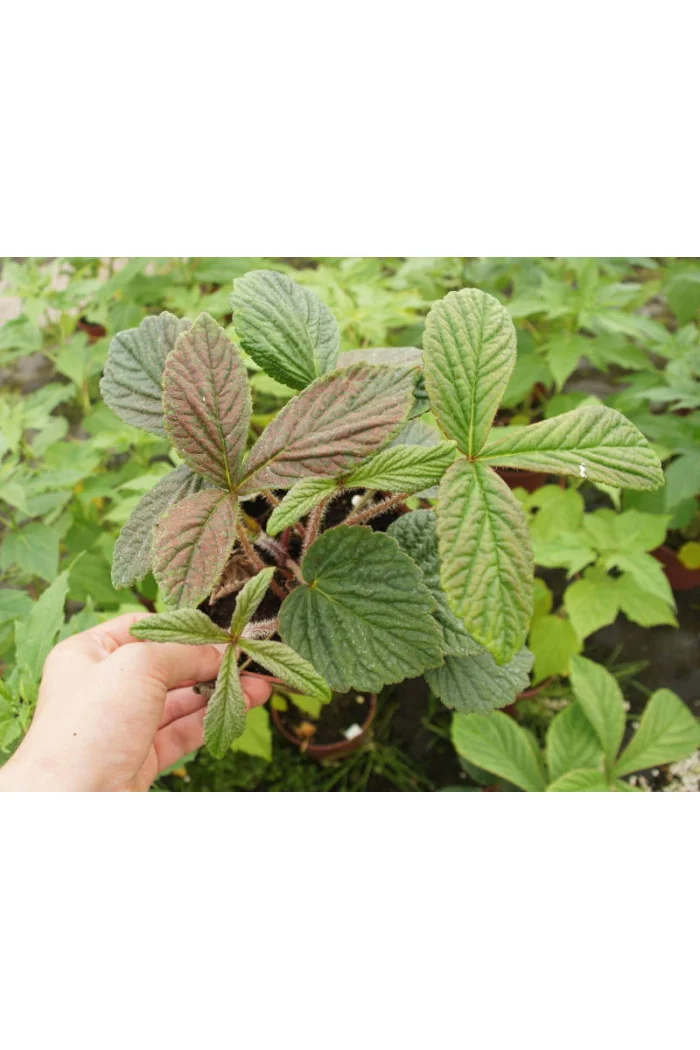 Rodgersja 'Dark Pokers' Rodgersia acutifolia