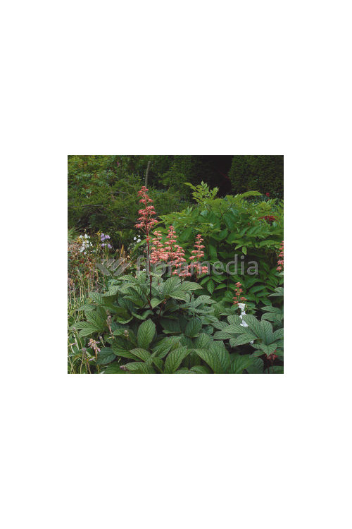 Rodgersja 'Dark Pokers' Rodgersia acutifolia