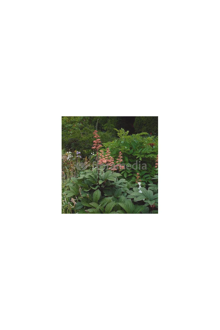 Rodgersja 'Dark Pokers' Rodgersia acutifolia