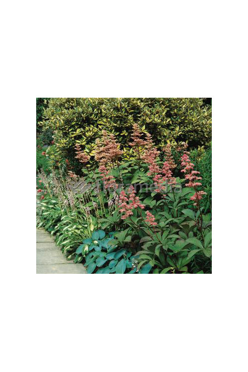 Rodgersja 'Dark Pokers' Rodgersia acutifolia