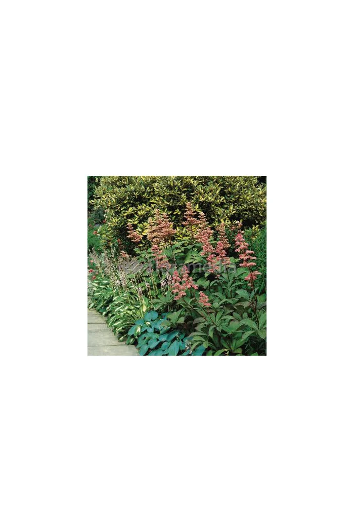 Rodgersja 'Dark Pokers' Rodgersia acutifolia