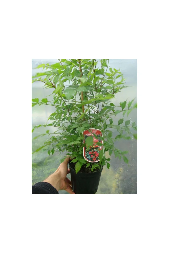 Milin amerykański 'Ursynów' | Campsis radicans