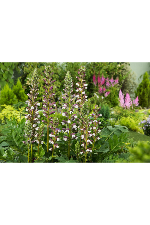 Akant Acanthus mollis