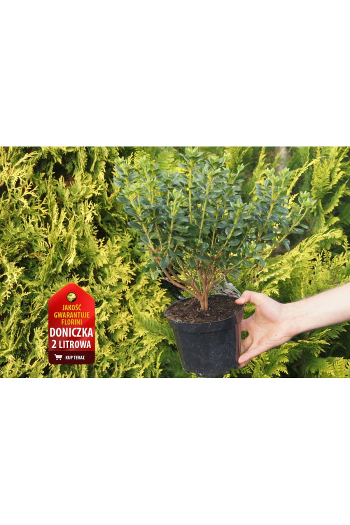 Azalia japońska 'Kermesina Alba' | Azalea japonica