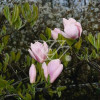 Magnolia pośrednia 'Alexandrina' Magnolia soulangeana