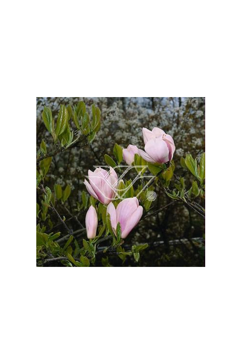Magnolia pośrednia 'Alexandrina' Magnolia soulangeana
