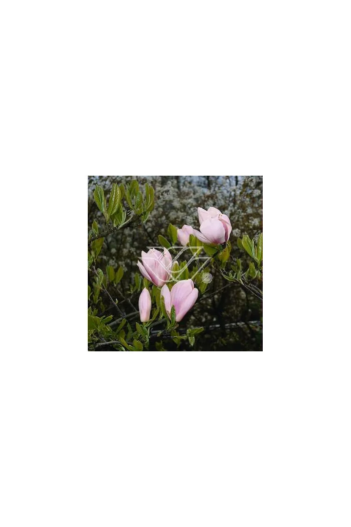 Magnolia pośrednia 'Alexandrina' Magnolia soulangeana