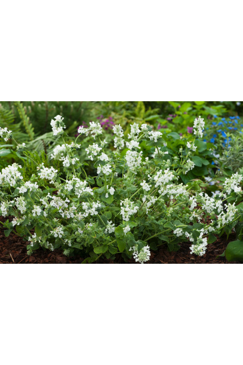 Kocimiętka Faassena 'Alba' | Nepeta faassenii