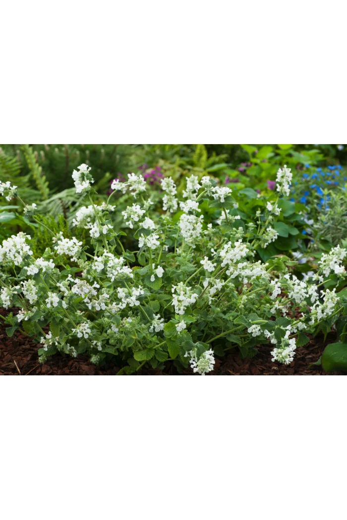 Kocimiętka Faassena 'Alba' | Nepeta faassenii