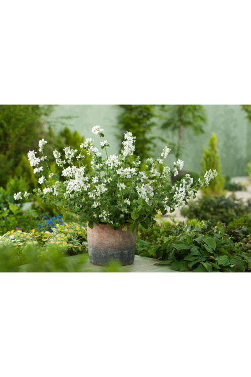 Kocimiętka Faassena 'Alba' | Nepeta faassenii