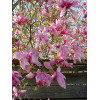 Magnolia 'Betty' Magnolia