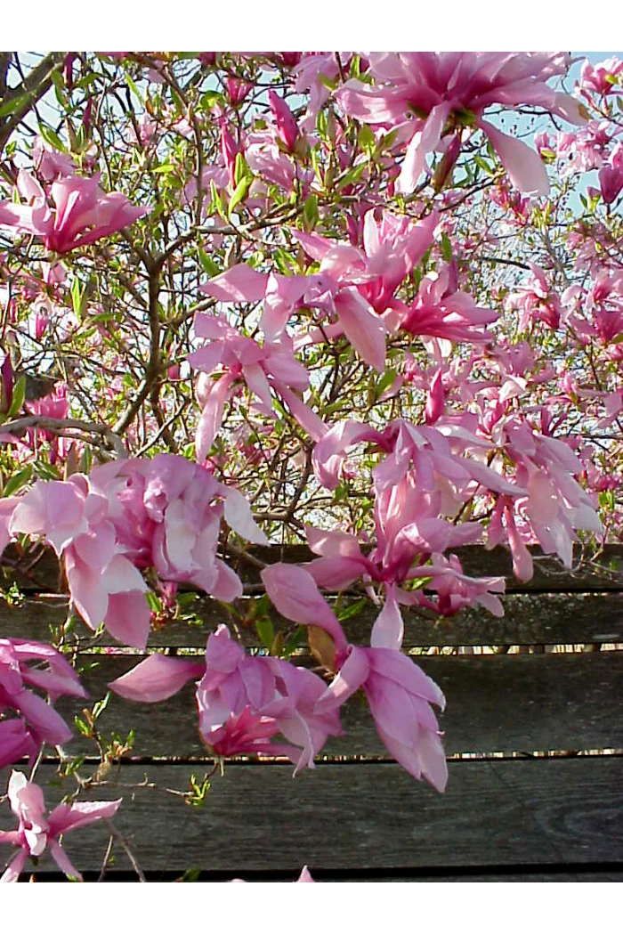 Magnolia 'Betty' Magnolia