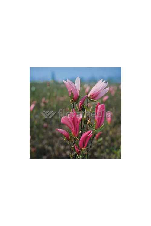 Magnolia 'Betty' Magnolia