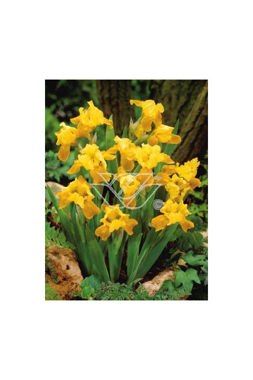 Kosaciec (Irys) niski 'Gleaming Gold' Iris pumila