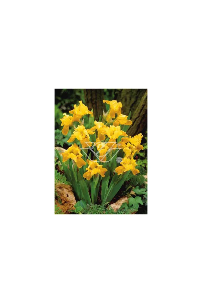 Kosaciec (Irys) niski 'Gleaming Gold' Iris pumila