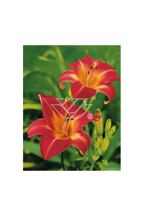 Liliowiec 'Cherry Cheeks' Hemerocallis