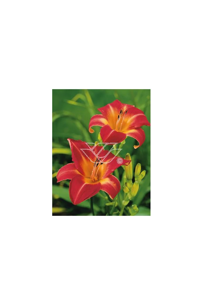 Liliowiec 'Cherry Cheeks' Hemerocallis