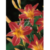 Liliowiec 'Cherry Cheeks' Hemerocallis