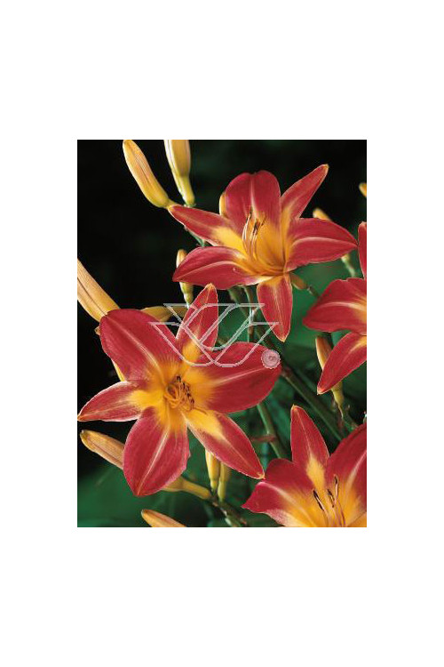 Liliowiec 'Cherry Cheeks' Hemerocallis