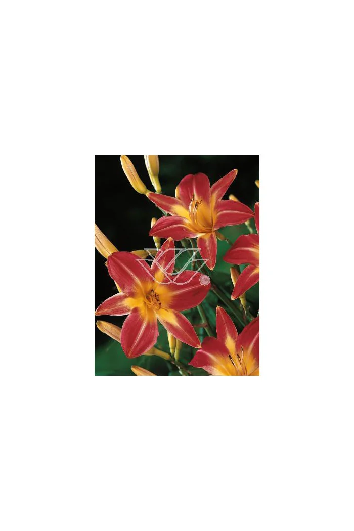 Liliowiec 'Cherry Cheeks' Hemerocallis