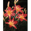 Liliowiec 'Cherry Cheeks' Hemerocallis