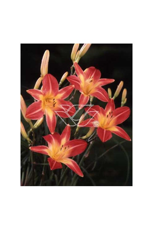 Liliowiec 'Cherry Cheeks' Hemerocallis