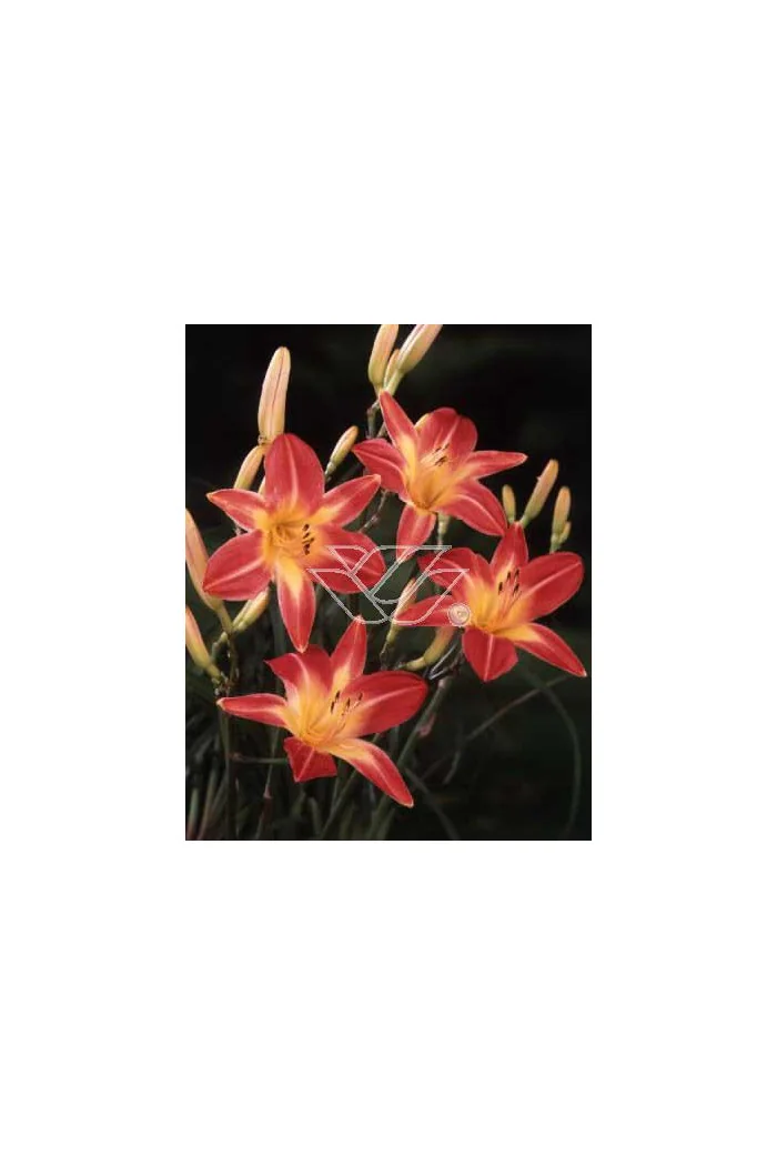 Liliowiec 'Cherry Cheeks' Hemerocallis
