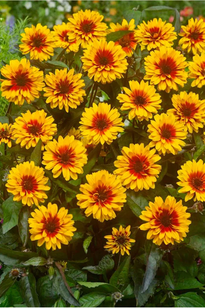 Słoneczniczek szorstki 'Funky Spinner' | Heliopsis helianthoides