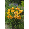 Liliowiec 'Three Tears' | Hemerocallis
