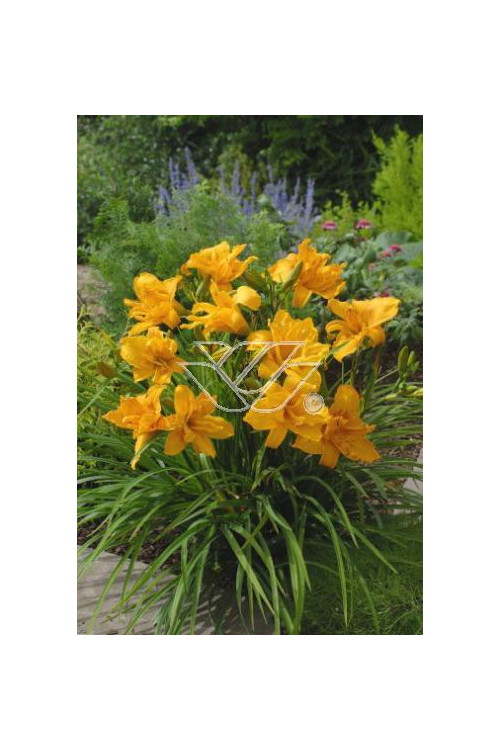 Liliowiec 'Three Tears' | Hemerocallis
