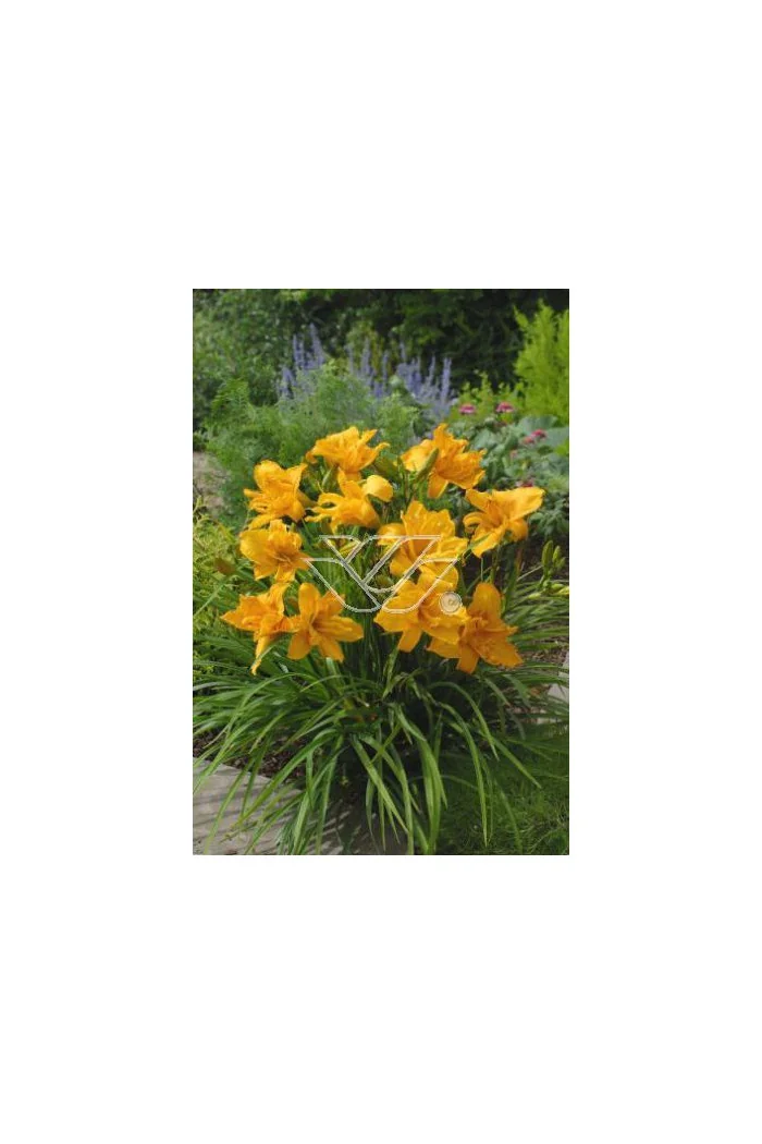Liliowiec 'Three Tears' | Hemerocallis